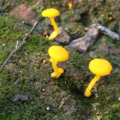 Lichenomphalia chromacea (Yellow Navel) at Nicholls, ACT - 6 Jun 2016 by gavinlongmuir