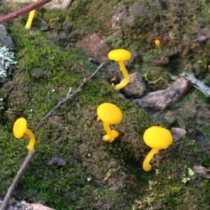 Lichenomphalia chromacea at Nicholls, ACT - 6 Jun 2016