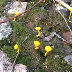 Lichenomphalia chromacea at Nicholls, ACT - 6 Jun 2016