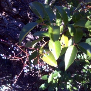 Ligustrum lucidum at Isaacs, ACT - 3 Jul 2016 11:47 AM