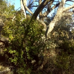 Ligustrum lucidum at Isaacs, ACT - 3 Jul 2016 11:47 AM