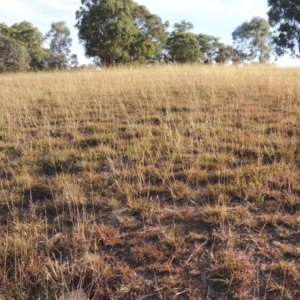 Bothriochloa macra at Yarralumla, ACT - 9 Mar 2016 06:22 PM