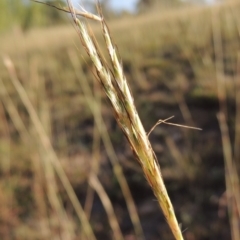 Bothriochloa macra at Yarralumla, ACT - 9 Mar 2016 06:22 PM