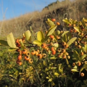 Pyracantha sp. at Lake Burley Griffin West - 9 Mar 2016