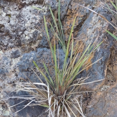 Dianella revoluta var. revoluta (Black-Anther Flax Lily) at Yarralumla, ACT - 9 Mar 2016 by michaelb