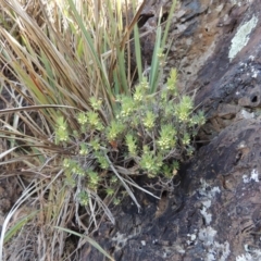 Melichrus urceolatus at Yarralumla, ACT - 9 Mar 2016