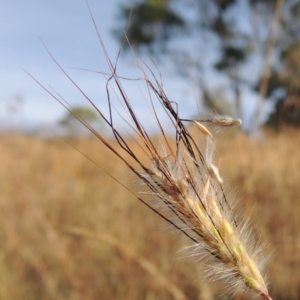 Dichanthium sericeum at Lake Burley Griffin West - 9 Mar 2016