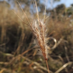 Dichanthium sericeum at Lake Burley Griffin West - 9 Mar 2016 06:39 PM