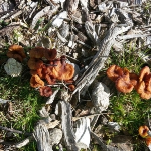 Laccaria sp. at Watson, ACT - 1 Jul 2016 11:38 AM