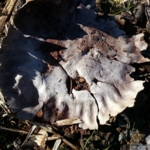 Calvatia sp. at Watson, ACT - 1 Jul 2016 11:43 AM