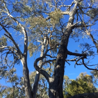 Zanda funerea (Yellow-tailed Black-Cockatoo) at Mount Majura - 3 Jul 2016 by AaronClausen