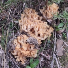 Ramaria capitata var. capitata at Paddys River, ACT - 4 Jul 2016 02:49 PM