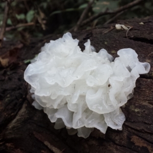 Tremella fuciformis at Paddys River, ACT - 4 Jul 2016 03:22 PM