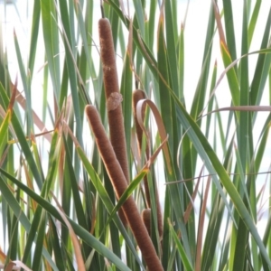 Typha domingensis at Yarralumla, ACT - 9 Mar 2016