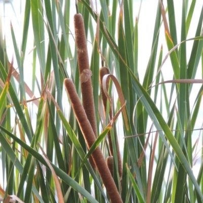 Typha domingensis (Bullrush) at Yarralumla, ACT - 9 Mar 2016 by michaelb