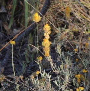 Chrysocephalum apiculatum at Lake Burley Griffin West - 9 Mar 2016 06:44 PM