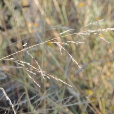 Poa sieberiana (Poa Tussock) at Lake Burley Griffin West - 9 Mar 2016 by michaelb