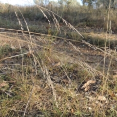 Poa sieberiana at Lake Burley Griffin West - 9 Mar 2016 06:46 PM