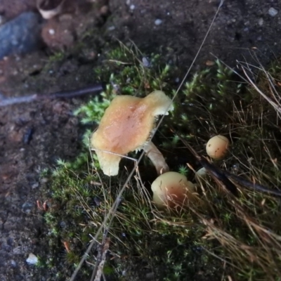 Hypholoma fasciculare (Hypholoma fasciculare) at Paddys River, ACT - 25 Jun 2016 by ArcherCallaway
