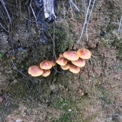 zz agaric (stem; gills not white/cream) at Paddys River, ACT - 25 Jun 2016 by ArcherCallaway