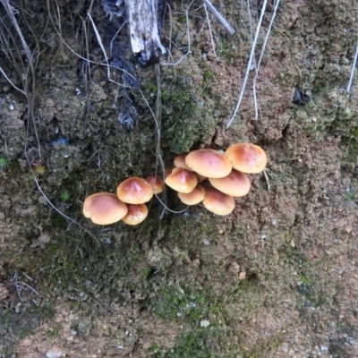 zz agaric (stem; gills not white/cream) at Paddys River, ACT - 24 Jun 2016 by RyuCallaway