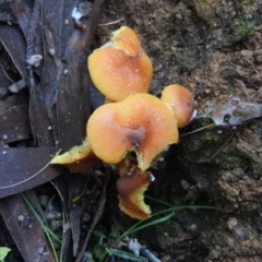 Hypholoma sp. (Hypholoma) at Paddys River, ACT - 25 Jun 2016 by ArcherCallaway