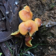 Hypholoma sp. (Hypholoma) at Paddys River, ACT - 25 Jun 2016 by RyuCallaway