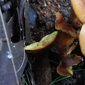 Hypholoma sp. at Paddys River, ACT - 25 Jun 2016