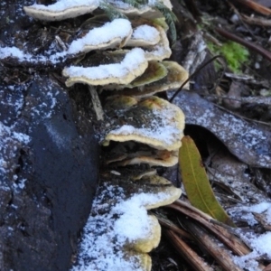 Trametes sp. at Paddys River, ACT - 25 Jun 2016 10:21 AM