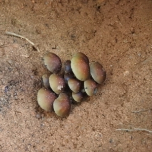 Hypholoma sp. at Paddys River, ACT - 25 Jun 2016 10:22 AM