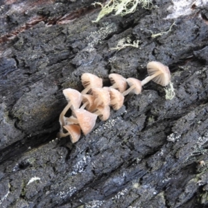 Mycena sp. at Paddys River, ACT - 25 Jun 2016