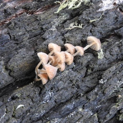 Mycena sp. (Mycena) at Paddys River, ACT - 25 Jun 2016 by ArcherCallaway