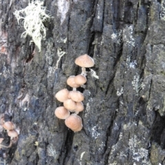 Mycena sp. at Paddys River, ACT - 25 Jun 2016