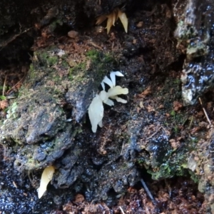 Mucronella sp. at Paddys River, ACT - 25 Jun 2016