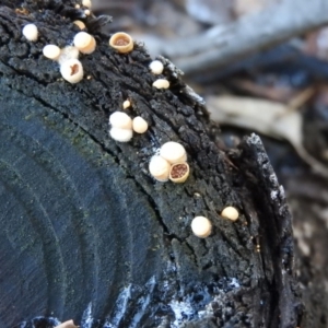 Nidula sp. at Paddys River, ACT - 25 Jun 2016