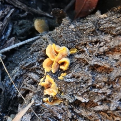 Stereum sp. at Paddys River, ACT - 25 Jun 2016 by RyuCallaway