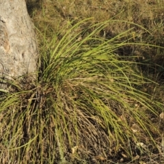 Lomandra multiflora (Many-flowered Matrush) at Lake Burley Griffin West - 9 Mar 2016 by michaelb