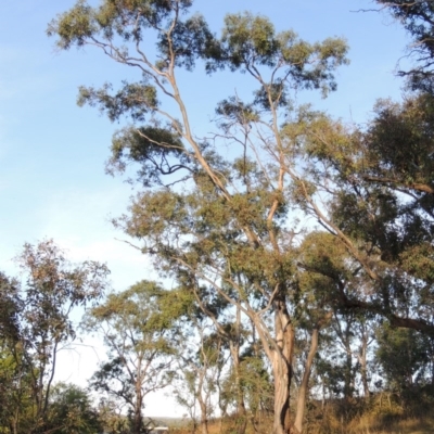 Eucalyptus blakelyi (Blakely's Red Gum) at Yarralumla, ACT - 9 Mar 2016 by MichaelBedingfield
