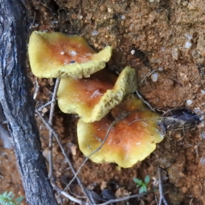 Hypholoma fasciculare (Hypholoma fasciculare) at Paddys River, ACT - 25 Jun 2016 by ArcherCallaway