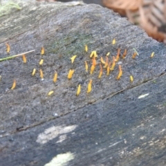 Calocera sp. (A stagshorn fungus) at Paddys River, ACT - 25 Jun 2016 by RyuCallaway