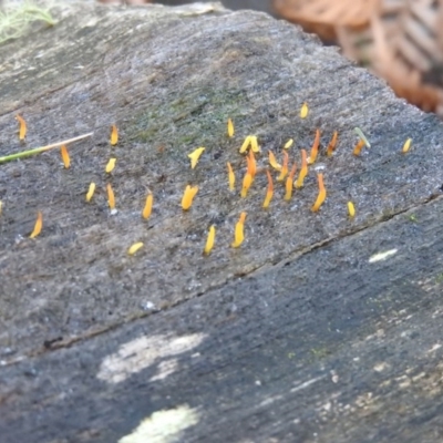 Calocera sp. (A stagshorn fungus) at Paddys River, ACT - 25 Jun 2016 by ArcherCallaway