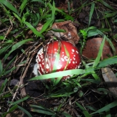 Amanita muscaria (Fly Agaric) at Fadden, ACT - 25 Jun 2016 by ArcherCallaway