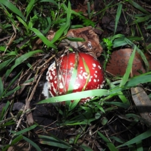 Amanita muscaria at Fadden, ACT - 25 Jun 2016