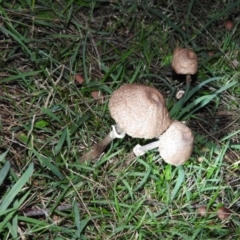 Chlorophyllum/Macrolepiota sp. (genus) at Fadden, ACT - 25 Jun 2016 by ArcherCallaway