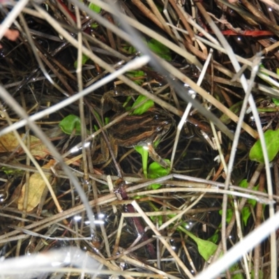 Crinia signifera (Common Eastern Froglet) at Wanniassa Hill - 25 Jun 2016 by ArcherCallaway