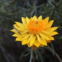 Xerochrysum viscosum (Sticky Everlasting) at Yarralumla, ACT - 9 Mar 2016 by michaelb