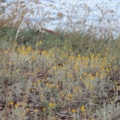 Chrysocephalum apiculatum (Common Everlasting) at Lake Burley Griffin West - 9 Mar 2016 by MichaelBedingfield