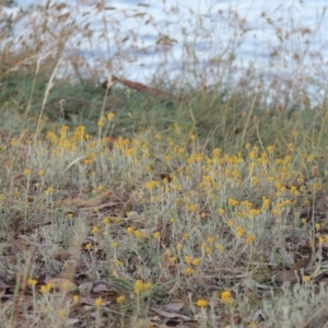 Chrysocephalum apiculatum at Lake Burley Griffin West - 9 Mar 2016 07:11 PM