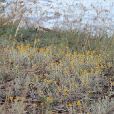 Chrysocephalum apiculatum (Common Everlasting) at Lake Burley Griffin West - 9 Mar 2016 by MichaelBedingfield