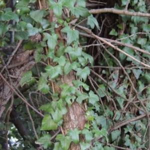 Hedera helix at Yarralumla, ACT - 9 Mar 2016